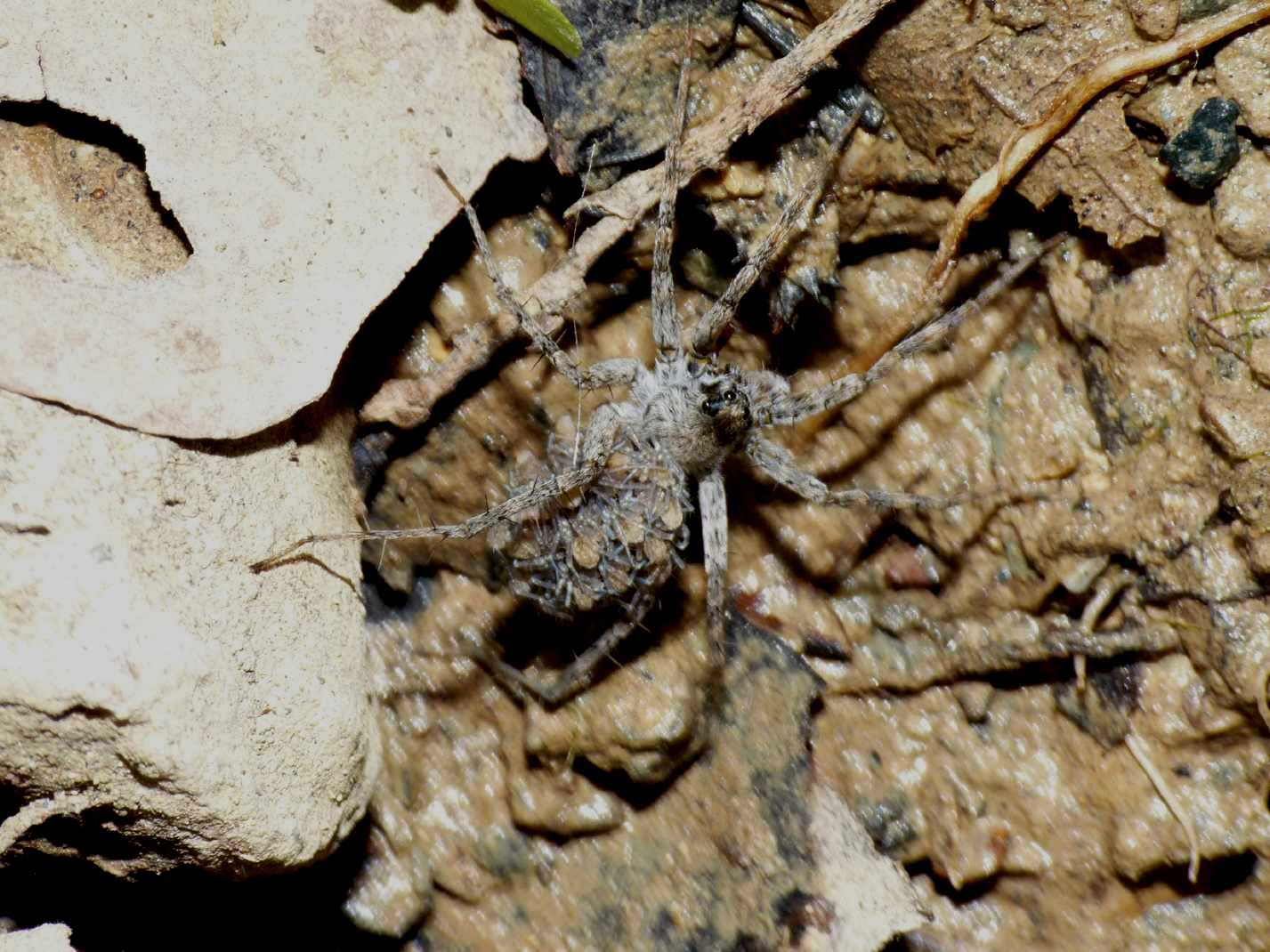Piccolo Lycosidae di fiume: Pardosa wagleri